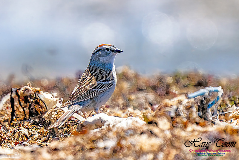 Chipping Sparrow 104