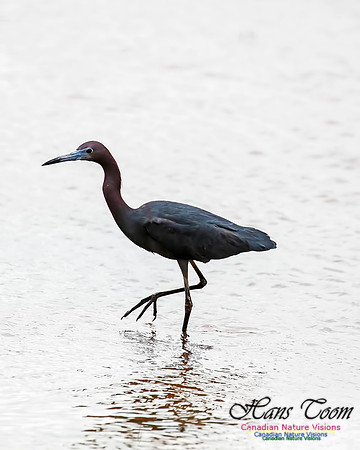 Little Blue Heron 108