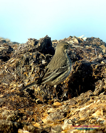 American Pipit 102