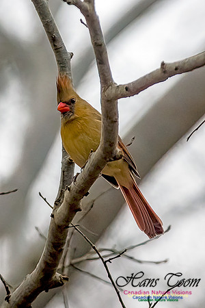 Northern Cardinal 200