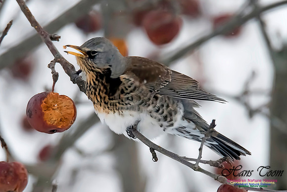 Fieldfare