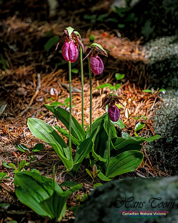 Pink Orchid Walk 110