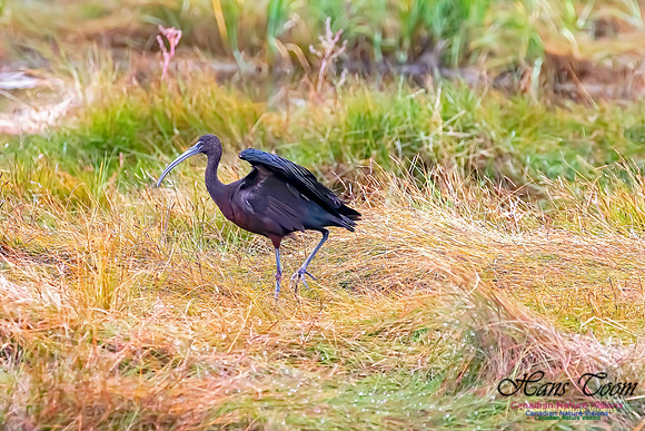 Glosssy Ibis 208