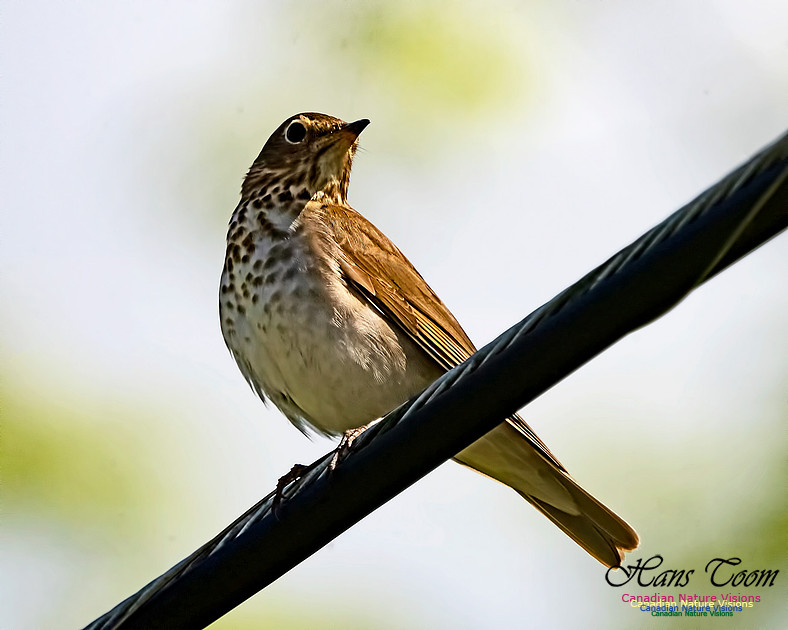 Swainson's Thrush 300