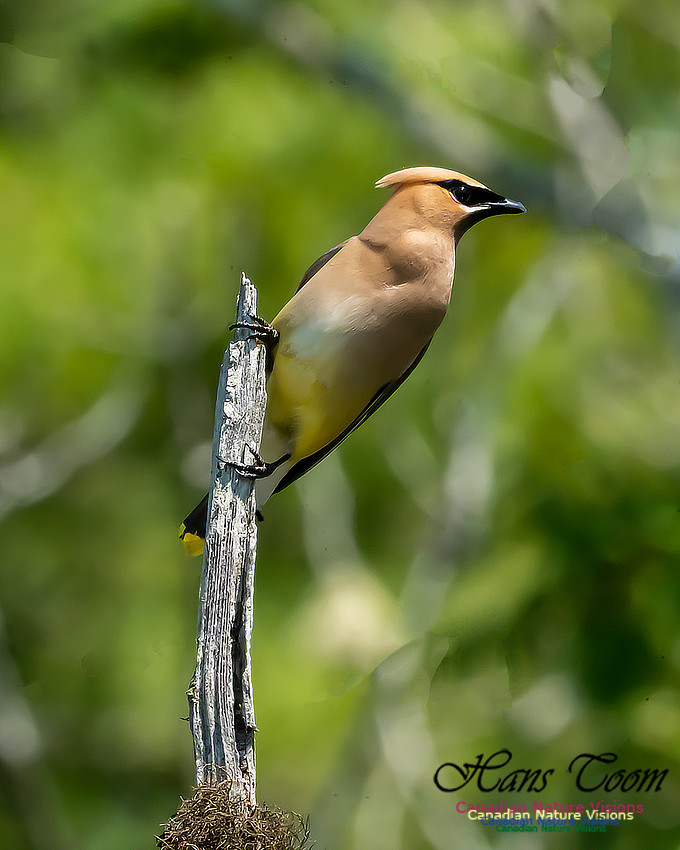 Cear Waxwing 113
