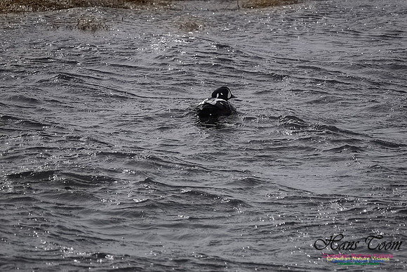 Harlequin Duck 101
