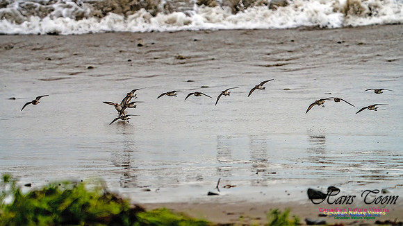Shorebirds of Hurricane Erin 118