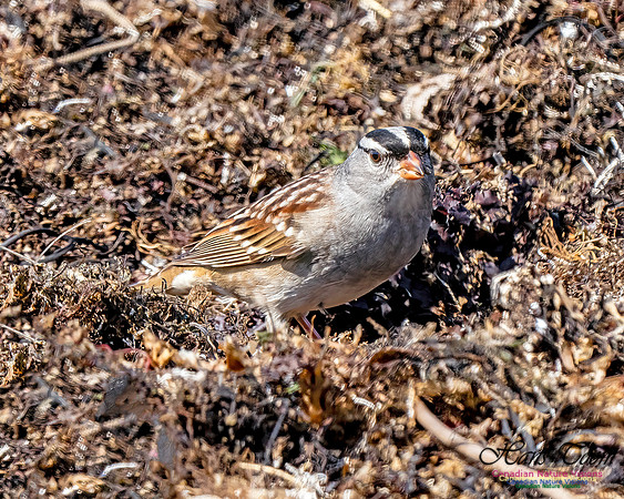 White-crowned Sparrow 308