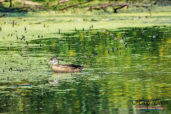 Wood Duck 501