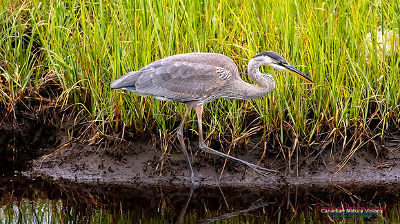 Great Blue Heron 218