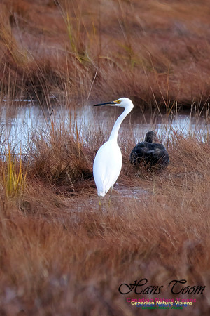Snowy Egret 501