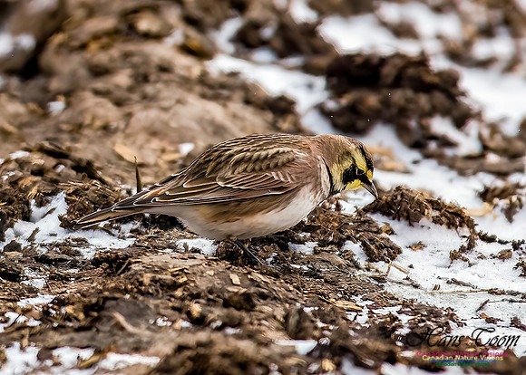 Horned Lark 606