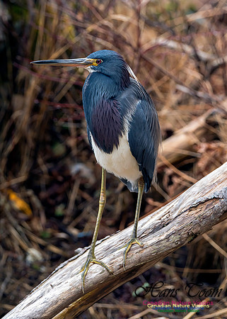 Tricoloured Heron 19