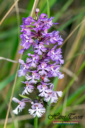 Large Purple Fringed Orchid