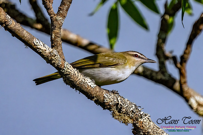 Red-eyed Vireo 102