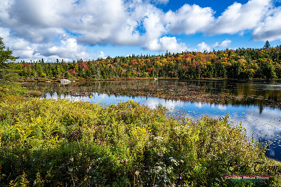 Sambro Loop 130