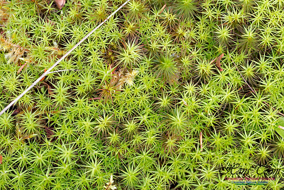 Hair Cap Moss
