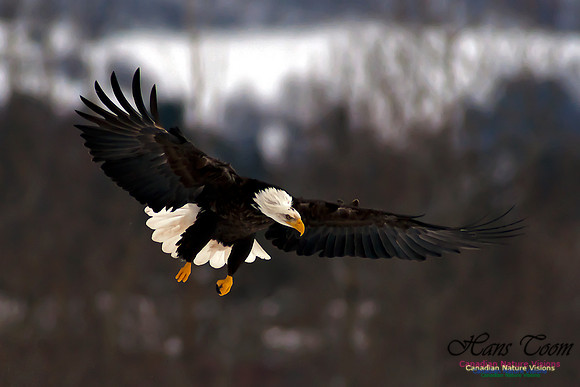 Bald Eagle