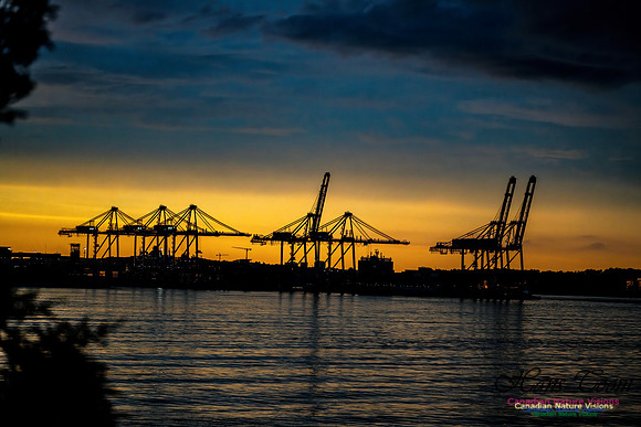 Harbour Cranes at Sunset 100