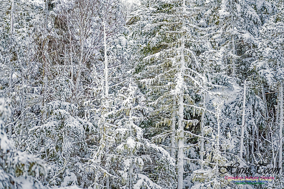 December Snow Scenes in Nova Scotia 101