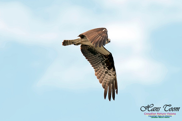 Osprey