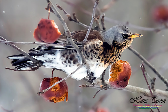 Fieldfare