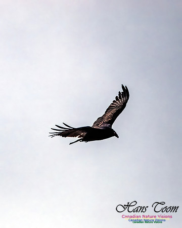 Turkey Vulture 101