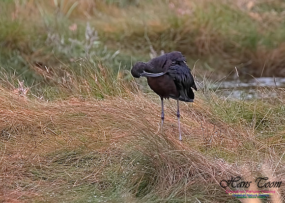 Glosssy Ibis 203
