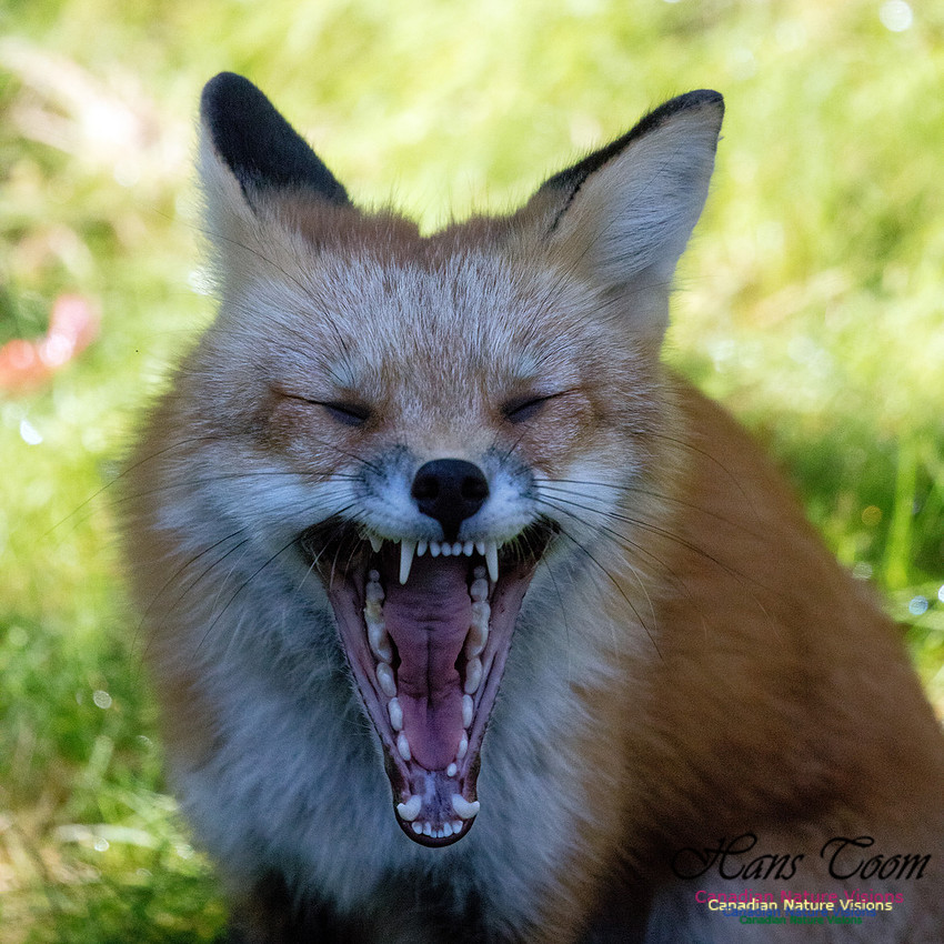 Red Fox