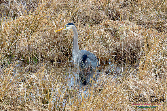 Great Blue Heron 6