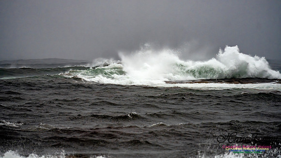 Nova Scotia Gale 2024-09-07 186
