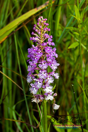 Large Purple Fringed Orchid