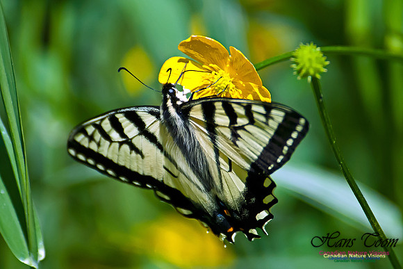 Tiger Swallowtail