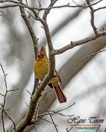 Northern Cardinal 201