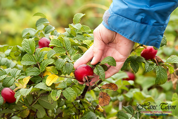 Wild Rose Hips