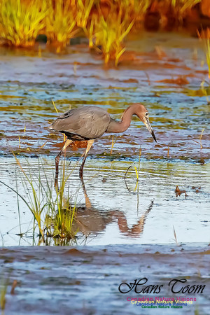 Little Blue Heron 126
