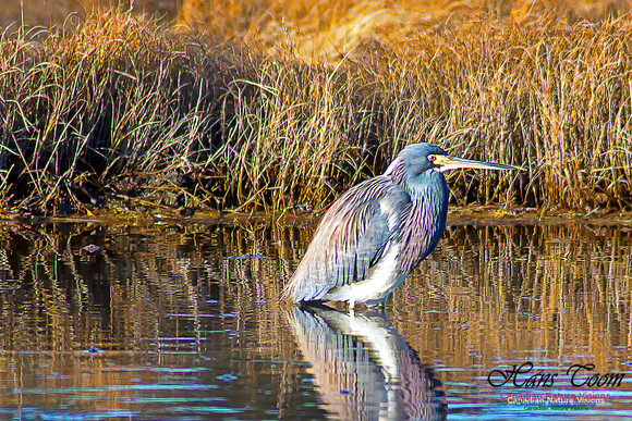 Tricoloured Heron 34