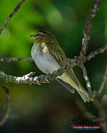 Blue-headed Vireo 102
