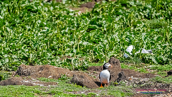 Elliston and Atlantic Puffins 132