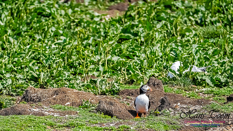 Elliston and Atlantic Puffins 132