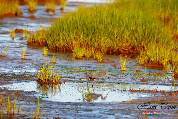 Little Blue Heron 125