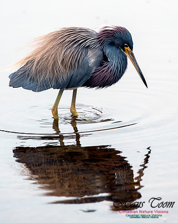 Tricoloured Heron 62