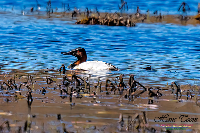 Canvasback 106
