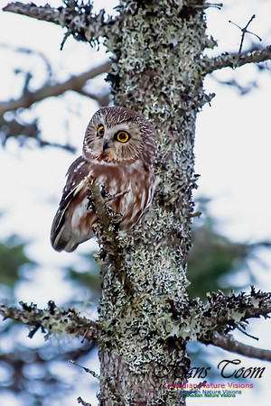 Northern Saw-whet Owl