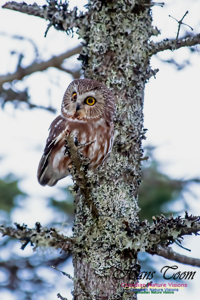 Northern Saw-whet Owl