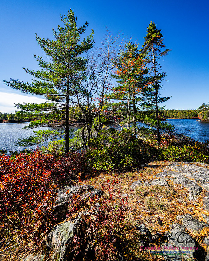Woodland Stroll 137