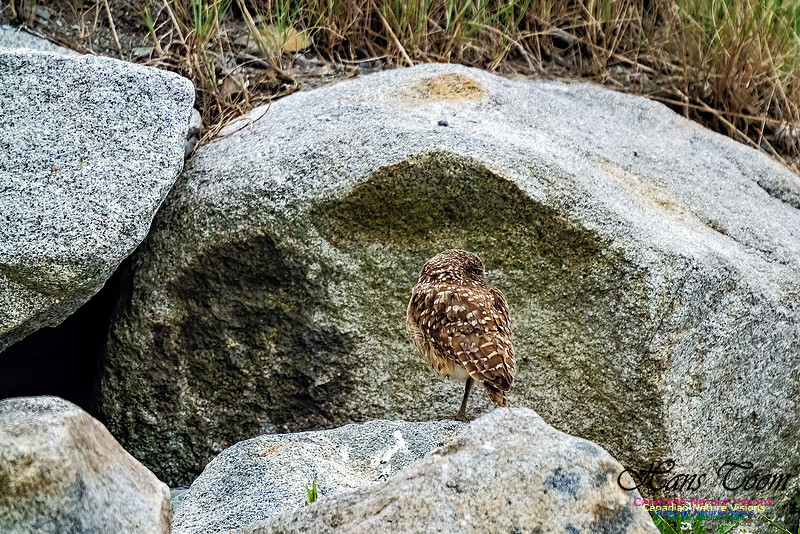 Burrowing Owl 117