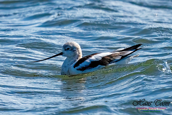 American Avocet 309