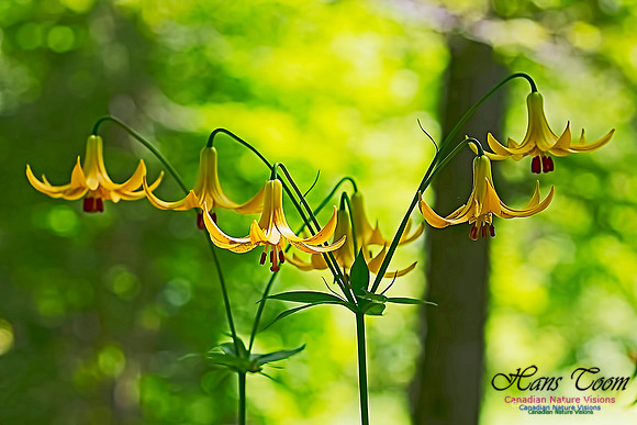 Canada Lily 200