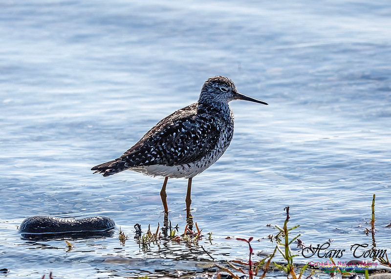 Lesser Yellowlegs 109